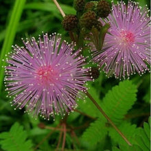 Mimosa Fun Kids Moving Leaves Fairy Garden Seeds for a colorful addition to any planting