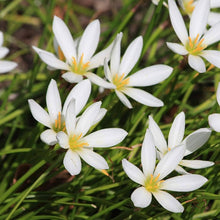 Rain Lily Seeds (Zephyranthes spp.) for a lasting display in the Urban Gardens