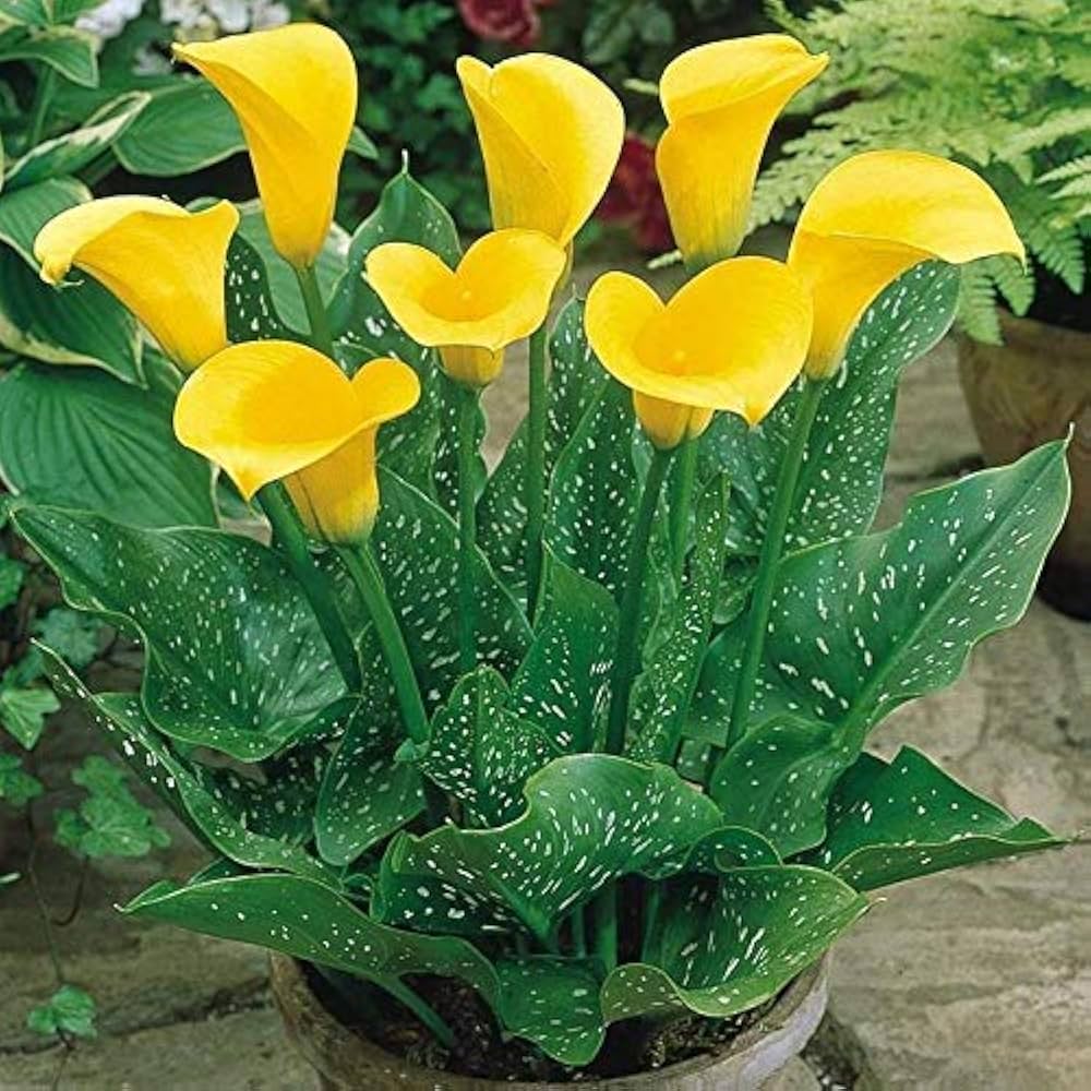Calla Lily (Zantedeschia spp.) bonsai seeds for planting in home garden