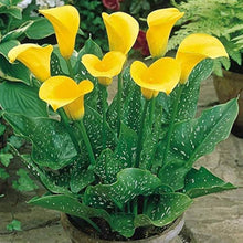 Calla Lily (Zantedeschia spp.) bonsai seeds for planting in home garden
