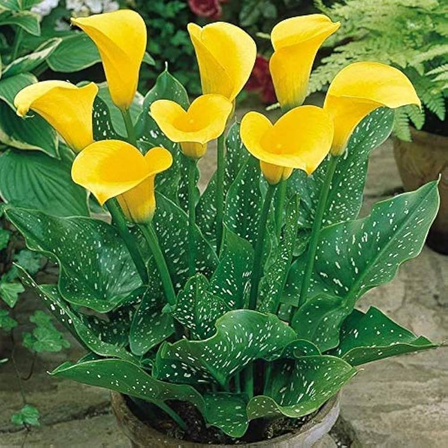 Calla Lily (Zantedeschia spp.) bonsai seeds for planting in home garden