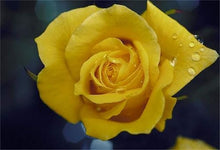 Rose Light Yellow Rose Seeds for reliable seasonal color