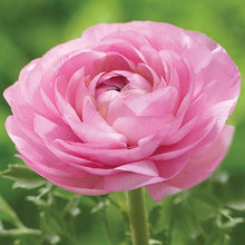Ranunculus Asiaticus Seeds for growers filling out the Garden & Flower Bed