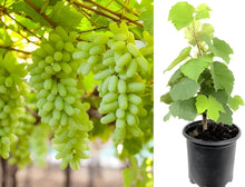 Green grape Seeds (Vitis vinifera) known for backyard vineyards