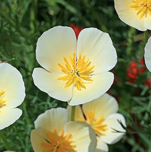 California Poppy Mixed Native Wildflower Seeds for gardeners building out beds and borders