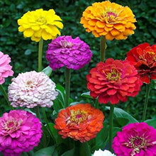Zinnia Seeds for a bright addition to the Colorful Balcony & Garden Plants