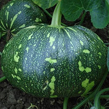 Swan Bottle Pumpkin Seeds for growers stocking a kitchen garden