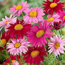 Chrysanthemum Chrysanthemum Morifolium Seeds for seasonal color across the Backyard Gardens