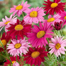 Chrysanthemum Chrysanthemum Robinsons Mix Seeds for colorful blooms in the Seasonal Garden Cut Flowers