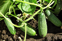 Mixed Cucumber Seeds for growers stocking the Vegetable Garden