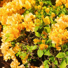 Yellow Bougainvillea Seeds prized for perennial Potted Flowers