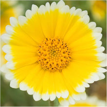 Daisy Tidy Tipps Seeds for a colorful addition to any planting