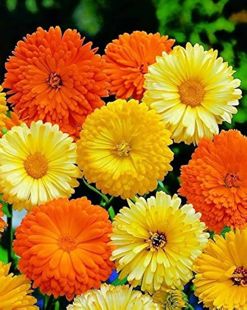 Calendula officinalis  herbal flower seed