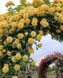 Yellow Climbing Rose Seeds for vertical growth across the Vertical Garden