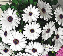 African Daisy Seeds for a lasting display in the Flower Bed & Garden