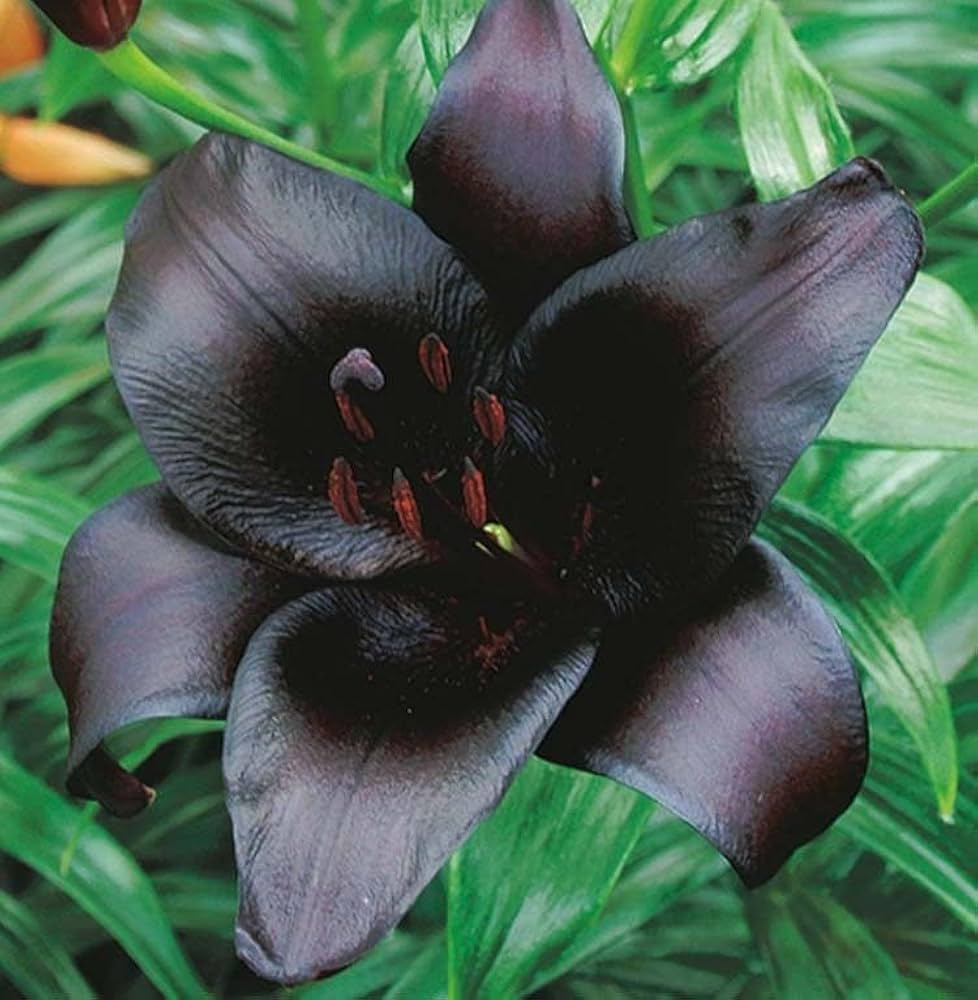 Black Lily (Lilium spp.) for planting in perfumed flower gardens