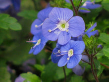 Blue Speedwell Seeds for a bright addition to the Colorful Garden