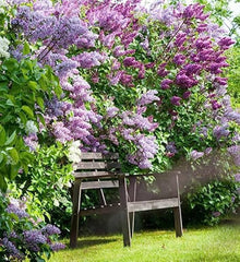 Japanese Lilac Syringa Reticulata flower Seeds for seasonal color across the home garden and decorative landscaping