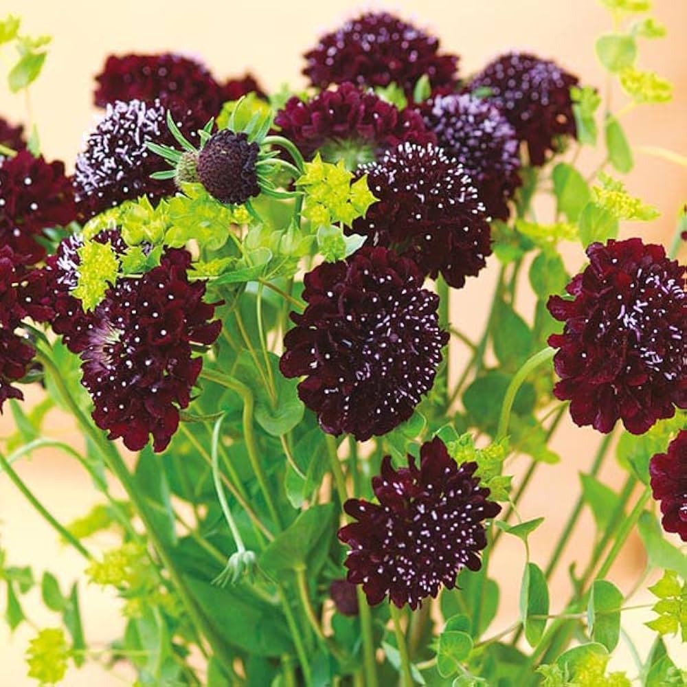 Scabiosa Snowmaid Flower Seeds â€“ Pure White Perennial Blooms