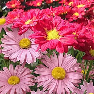 Chrysanthemum Chrysanthemum Morifolium Rare Color Flower Seeds for Planting – Unique Blooms for Fall Gardens and Seasonal Displays