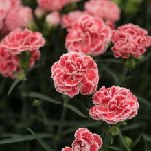 Carnation Seeds (Dianthus caryophyllus) for a lasting display in the Flower Bed & Home Garden