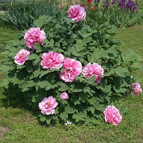 Peony Paeonia suffruticosa flower seeds for planting in backyard garden or ornamental flower beds - for planting in home garden