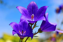 Bellflower Campanula Carpatica Tussock Purple Blue Seeds for growers filling out the Containers