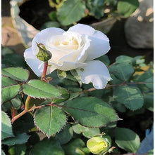 Rose Seeds for a lasting display in the Flat White Garden