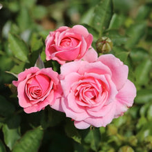 Rose Queen Elizabeth Seeds (Rosa spp.) for seasonal color across the Flower Bed