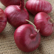 Onion Allium Cepa Yellow Sweet Seeds known for kitchen Culinary Use