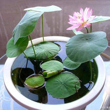 Bonsai Dudleya Fairy Cups Seeds for a lasting addition to the landscape