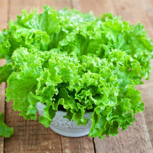 Waldmans Green Leaf Lettuce Seeds for home growers seeking a reliable harvest