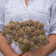 Drumstick Scabiosa Stellata Annual Seeds for gardeners building out beds and borders