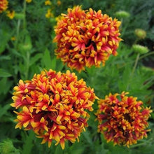 Sundance Gaillardia Pulchella 'Spider Firewheel' Seeds for a colorful addition to any planting
