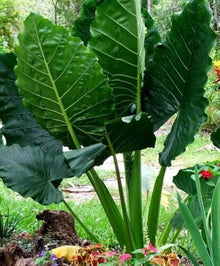 Alocasia Macrorrhiza Plants for a lasting display in the Blue Garden