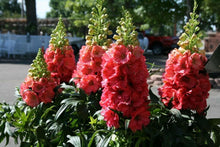 Giant Red Delphinium Seeds for a bright addition to the Perennial Garden Flowers