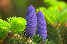 Korean Fir Abies Koreana Bonsai Seeds for long-term planting in the yard