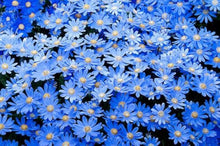 Blue daisy (Felicia amelloides) for planting in ornamental garden
