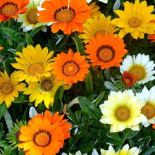 Gazania Sunshine Mix Seeds for reliable seasonal color