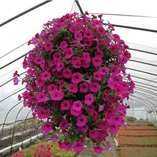 Petunia Petunia Hybrida Hanging Pink Wavy Seeds for a lasting display in the Hanging Balcony Pots