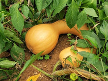 Neck Pumpkin Seeds (Cucurbita spp.) for productive rows in the Vegetable Patch