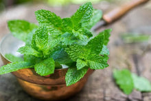 Mint Seeds (Mentha spp.) for a fragrant addition to the Herb Garden & Vegetable Patch