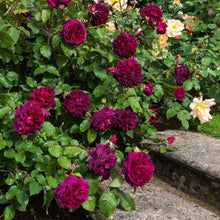 Climbing Rose Seeds (Rosa chinensis) for vertical growth across the Pink Variety in Backyard Garden