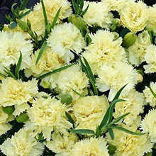 Mixed Bananaberry Dianthus Clove Seeds for a colorful addition to any planting
