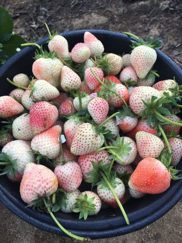White Strawberry Seeds