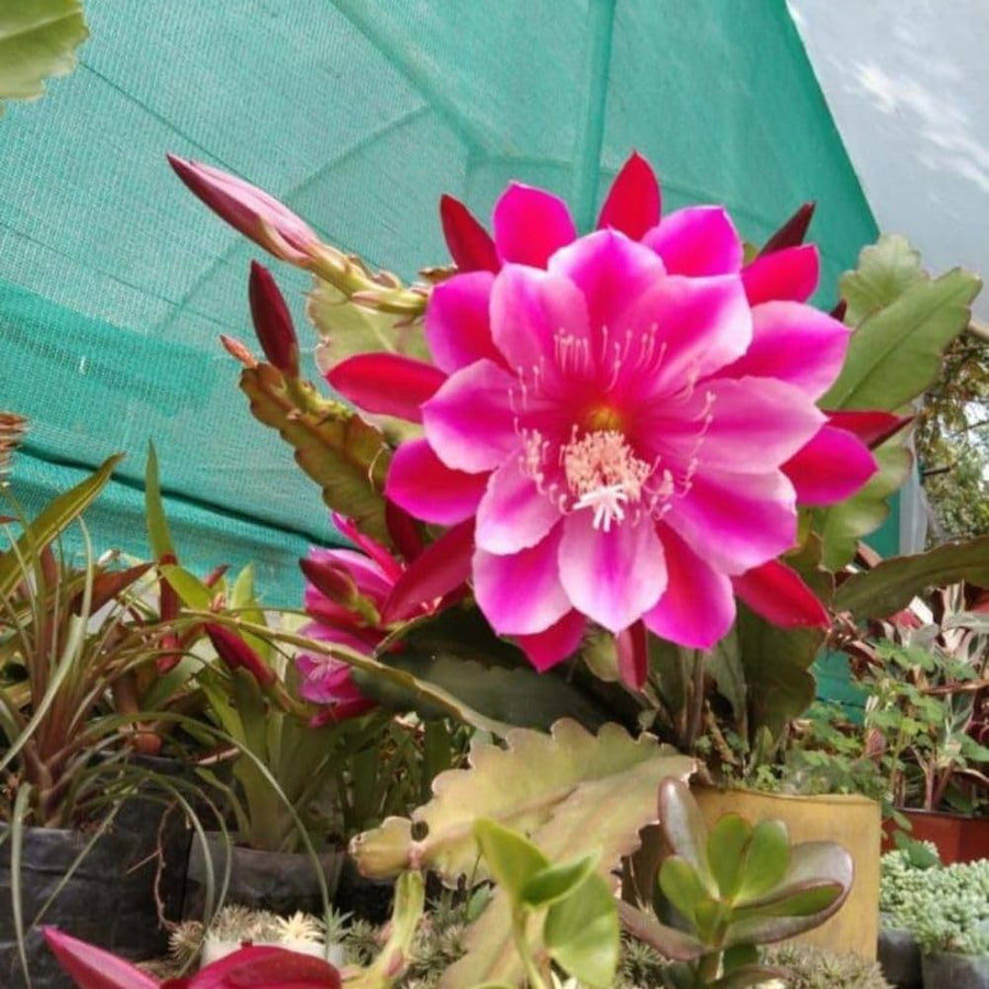 Saussurea japonica seeds for edible and sweet scented flower trees