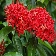 Ixora Seeds for colorful blooms in the Tropical Flower Beds