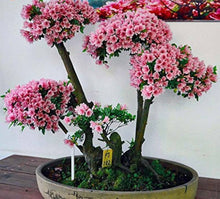 Spring Bonsai Seeds for growers establishing the Yard Garden