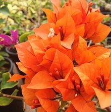 Bougainvillea Spectabilis Bougainvillea Spectabilis Seeds for growers filling out the Flower Bed & Urban Garden
