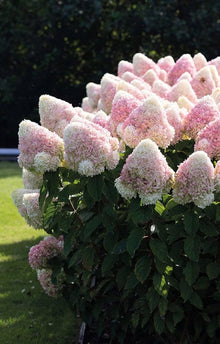 Hydrangea Paniculata Hydrangea Paniculata Seeds for vertical growth across the Flower Bed & Home Garden